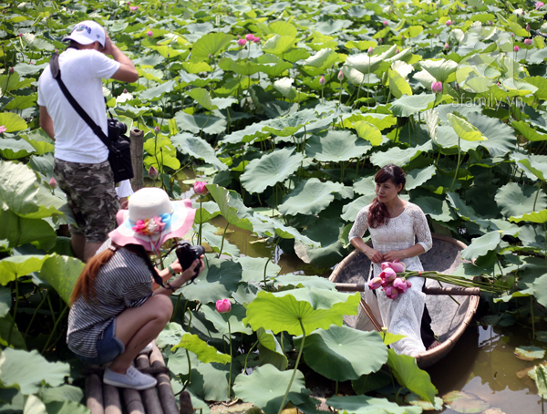 chụp sen hồ tây
